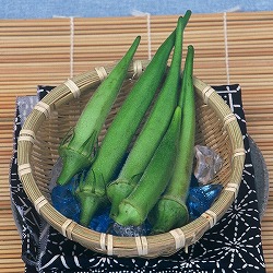 [送料無料][26年4月下旬予約]琉球野菜：島オクラ自根苗3号ポット 24株セット