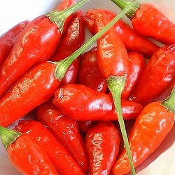 [送料無料]●[26年4月下旬予約]琉球野菜：島とうがらし自根苗3号ポット 24株セット