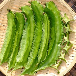 [26年4月下旬予約]琉球野菜：琉球四角豆（りゆうきゅうしかくまめ自根苗3号ポット苗 6株セット