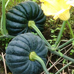 なにわ野菜：かぼちゃ：勝間かぼちゃ自根苗3号ポット 2株セット