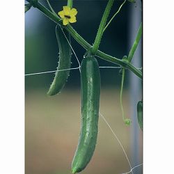 加賀野菜：加賀青長きゅうり自根苗3号ポット 2株セット