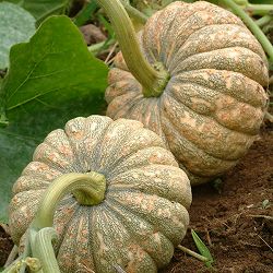 会津野菜：カボチャ：会津かぼちゃ自根苗3号ポット 2株セット