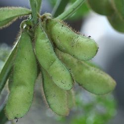 会津野菜：枝豆：香り枝豆自根苗3号ポット苗 2株セット