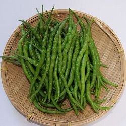 大和野菜：トウガラシ：ひもとうがらし自根苗3号ポット 2株セット