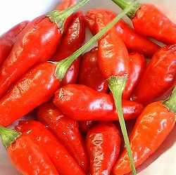 琉球野菜：島とうがらし自根苗3号ポット 2株セット