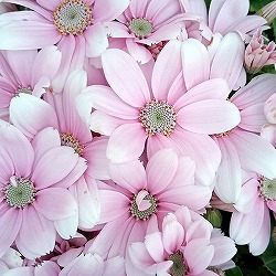 サイネリア:ティアクイーン ライトピンク5号鉢植え