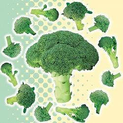 [送料無料][26年3月中下旬予約]Neo初夏どり　味わいブロッコリー　ロングラン3号ポット 24株セット