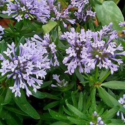 アスペルラ（タマクルマバソウ）：オリエンタリスブルー3.5号ポット 12株セット