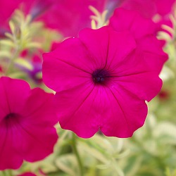 [26年3月中下旬予約]斑入り葉ペチュニア：バリフローパープル（PVP）3号ポット 6株セット