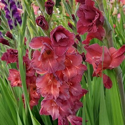 [26年3月中下旬予約]グラジオラス：チョコグラ（チョコレートグラジオラス）5球セット