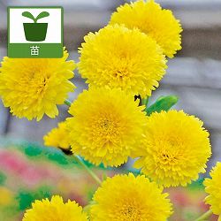 [26年4月上旬予約]美食菊：星のかけら3号ポット 6株セット