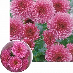 [送料無料][26年4月上旬予約]美食菊：星の桜3号ポット 24株セット