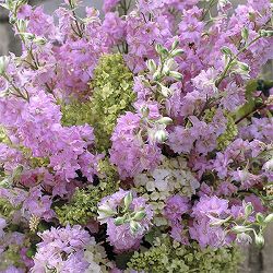 千鳥草（チドリソウ・ラークスパー）：カンヌ　クリスタルピンク3-3.5号ポット 6株セット