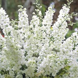 千鳥草（チドリソウ・ラークスパー）：カンヌ　ホワイト3-3.5号ポット 2株セット