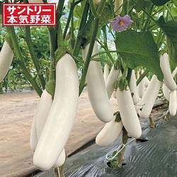 [送料無料][26年4月下旬予約]ナス（長なす）：ホワとろナス自根苗3号ポット 24株セット