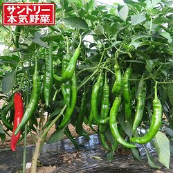 甘ししとう3号ポット 2株セット