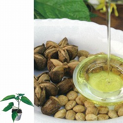 [送料無料][26年5月中下旬予約]インカナッツ3号ポット 28株セット