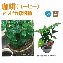 [送料無料][26年5月中下旬予約]珈琲（コーヒー）アラビカ矮性種3号ポット 28株セット