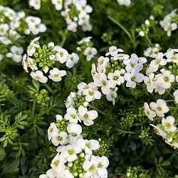 フチンシア：アイスキューブ3.5号ポット 6株セット