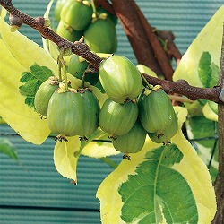 ベビーキウイ：ホーキーポーキー（メス）3号ポット