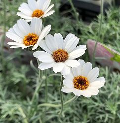 ローダンセマム：アフリカンアイズ3.5号ポット 6株セット