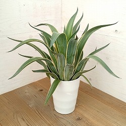 アガベ：ベネズエラ(斑入り）7号鉢植え