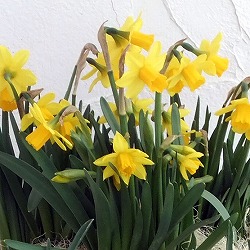 スイセン（水仙）：テタテタ１球植え3号ポット 2個セット