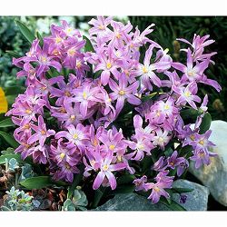 チオノドクサ： ピンクジャイアント3球植え3号ポット 2個セット