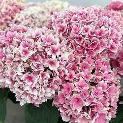 アジサイ：竜宮（リュウグウ）ピンク5号鉢植え
