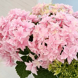 [26年4月下旬予約]アジサイ：ダブルダッチ　エダム（ピンク） 4号鉢植え