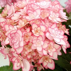 アジサイ：ひな祭りルナ（ピンク）4号鉢植え