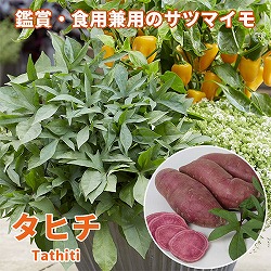 [26年5月中下旬予約]トレジャーアイランド（イポメア）：タヒチ3.5号ポット