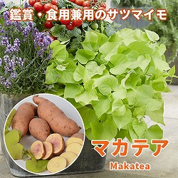 [26年5月中下旬予約]トレジャーアイランド（イポメア）：マカテア3.5号ポット