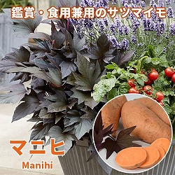 [26年5月中下旬予約]トレジャーアイランド（イポメア）：マニヒ3.5号ポット