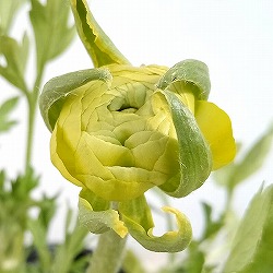 ラナンキュラス：ワンダーランドiQ：グリーン3.5号ポット