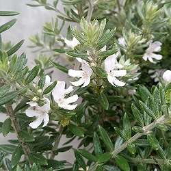 ウエストリンギア緑葉白花9号ポット