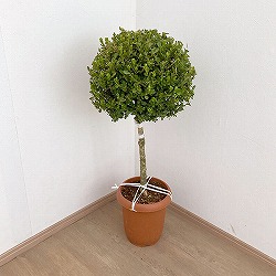 ボックスウッド（西洋ツゲ）スタンド玉仕立て8号鉢植え
