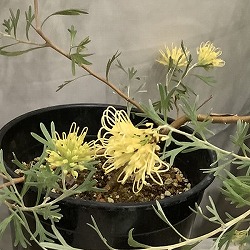 グレビレア：レモンシュプリーム6号鉢植え