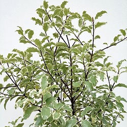 [26年3月中下旬予約]ピットスポルム：テヌイフォリウム バリエガータ5号鉢植え