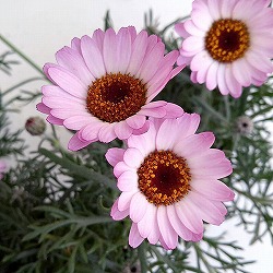 ローダンセマム：クレールローズ4号ポット