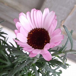 ローダンセマム：クレールチェリー4号ポット