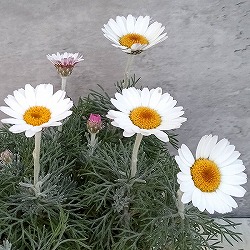 ローダンセマム：クレールアルバ4号ポット