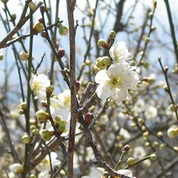 ハナウメ（花梅）：月影（ツキカゲ）盆栽仕立て5号鉢植え
