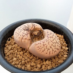 リトープス：雀卵玉　2.5号鉢植え