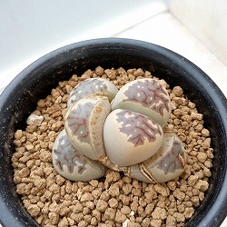 リトープス：麗虹玉（れいこうぎょく）2.5号鉢植え*