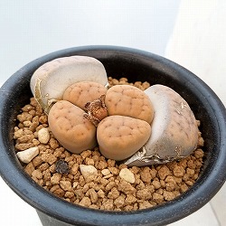 リトープス：招福玉　2.5号鉢植え