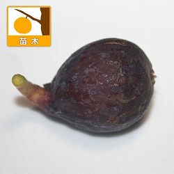 [26年3月中下旬予約]イチジク：ショートブリッジ4号ポット