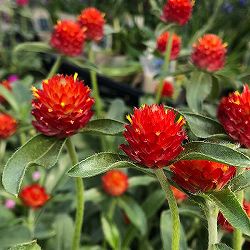 センニチコウ（千日紅） 高性：ストロベリーフィールズ3-3.5号ポット 2株セット