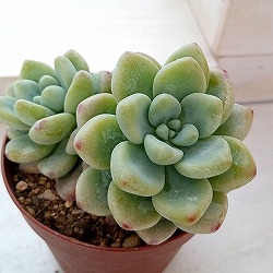 セダム：ロッティー　2.5号ポット