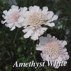 [26年4月上旬予約]スカビオサ：アメジストホワイト3.5号ポット